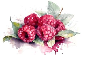 Watercolor painting of raspberry on white background. . photo
