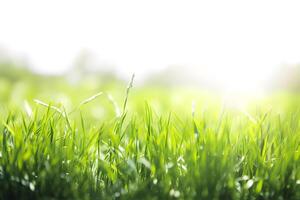 Natural background with green fresh grass and copy space. . photo