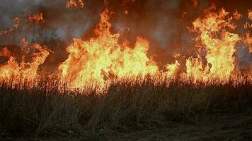 ardiente seco pastizales voladura enorme llamas video