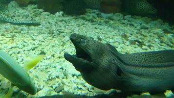 The electric eel at the Seaworld Ancol aquarium. The electric eel has the scientific name Electrophorus electricus, this animal is a type of freshwater fish that can generate a strong electric current video