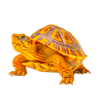 Palearctic Tortoises png Ai Generative