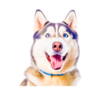 Lobo desenho animado png ai generativo