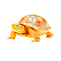 Sulcata Tortoise PNG Ai Generative