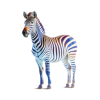Real zebra animal isolated on transparent background png