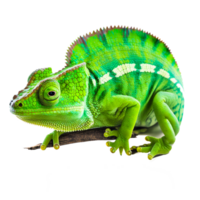 vert caméléon sur bifurquer, reptile lézard caméléons commun iguanes , gratuit reptiles transparent Contexte png ai génératif