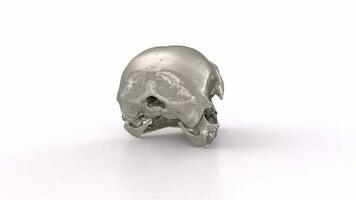 3d representación de animal cráneo aislado en blanco antecedentes bucle video