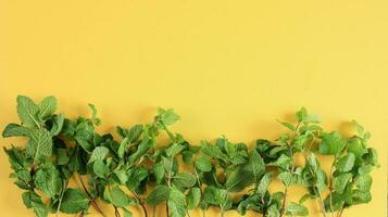 Fresh Mint Leaf on Yellow Background, Copy Space for Text photo