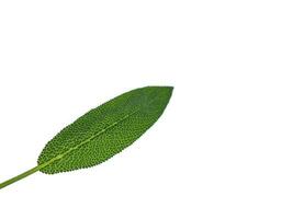 Sage Leaf Texture photo