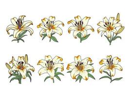 Set of lilies illustrations isolated vector