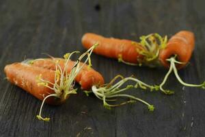 Close Up Not Fresh Rotten Baby Carrot photo