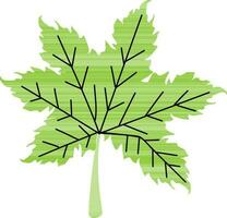 Illustration of a maple leaf. vector