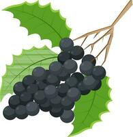 Illustration of grapes with leaves. vector