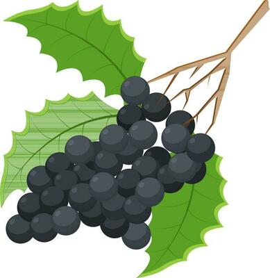 Illustration of grapes with leaves.