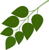 Illustration of leaves. vector