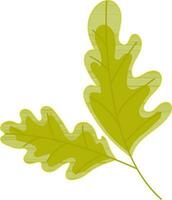 Illustration of oak leaves. vector