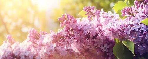 Lilac flowers and sunshine banner with copy space. Beautiful natural floral background. . photo
