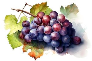 Watercolor painting of bunch of grapes on white background. . photo