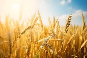 Field of ripe wheat with a sunshine and blue sky. Beautiful natural background with copy space. AI generated. photo