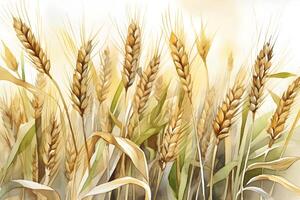 Watercolor ripe wheat ears. Natural illustration. . photo