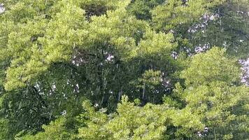 druppels van zomer regen tegen de achtergrond van groen gebladerte van een groot boom. video