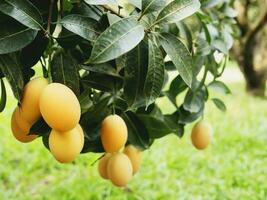 ripe juicy marian plum or plum mango fruit tree in tropical agriculture orchard garden thailand photo