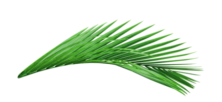 verde le foglie motivo, foglia palma albero isolato png