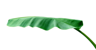 groen bladeren patroon, blad banaan geïsoleerd png