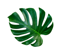 grön löv mönster, blad monstera isolerat png