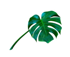 vert feuilles motif, feuille monstera isolé png