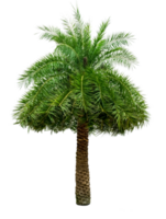 verde palma árbol aislado png