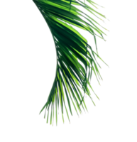 Green leaves pattern,leaf palm tree isolated png