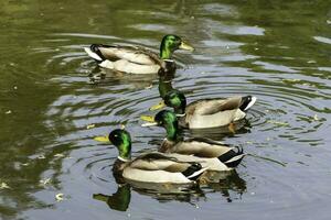 pato real Pato en un pequeño río en Eduardo jardín parque, toronto foto