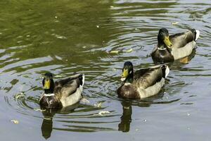 pato real Pato en un pequeño río en Eduardo jardín parque, toronto foto