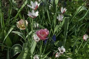 Colourful flowers at Edwards Gardens in Toronto, Ontario. photo