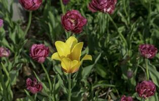 Colourful flowers at Edwards Gardens in Toronto, Ontario. photo