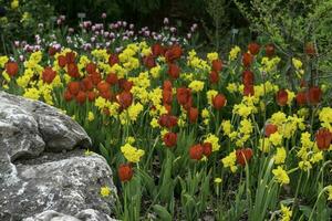 Colourful flowers at Edwards Gardens in Toronto, Ontario. photo