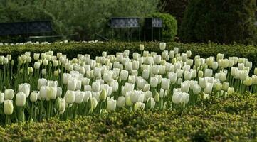 vistoso flores a Eduardo jardines en toronto, ontario foto