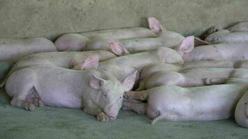 grupo de porcos que parece saudável na fazenda local de porcos asiáticos no gado. o conceito de criação padronizada e limpa, sem doenças ou condições locais que afetem o crescimento ou a fecundidade dos porcos video