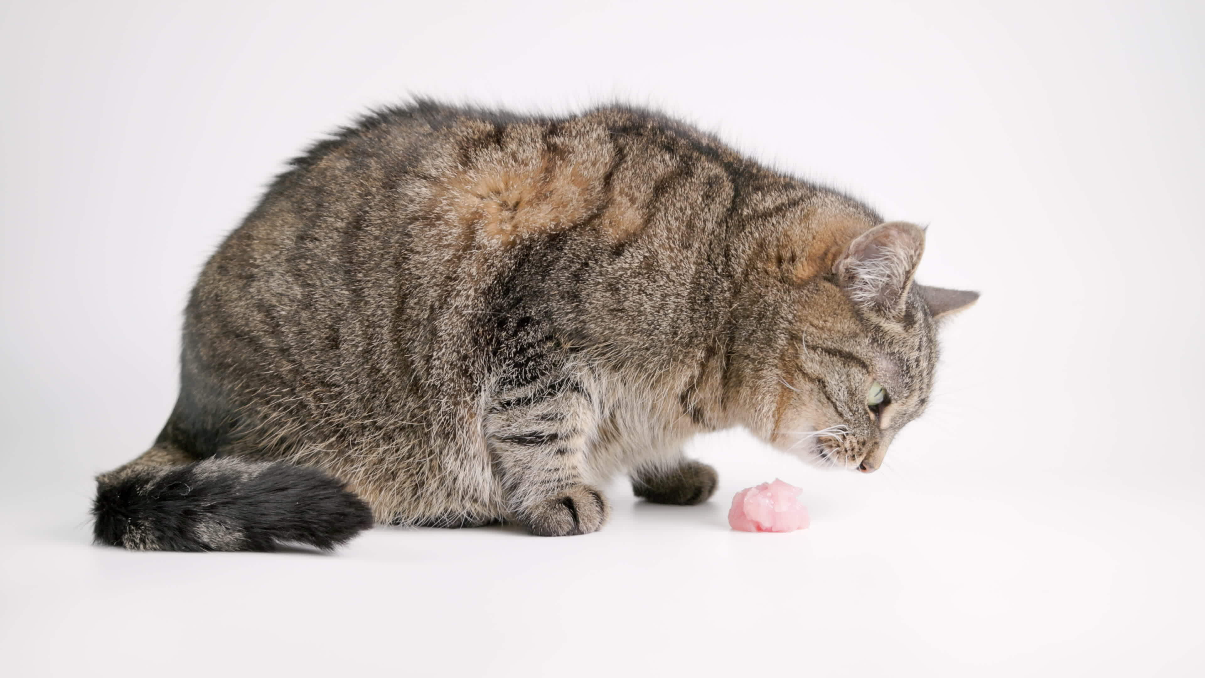senior domestic tabby cat eating raw chicken meat on white background