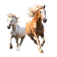 running horse isolated on background with png