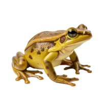 frog isolated on background with png