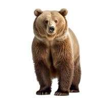 Urso isolado em fundo com generativo ai png