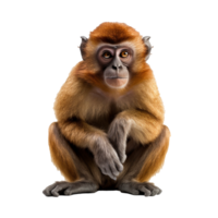 macaco isolado em fundo com generativo ai png