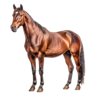 horse isolated on background with png