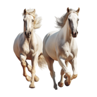 running horse isolated on background with png