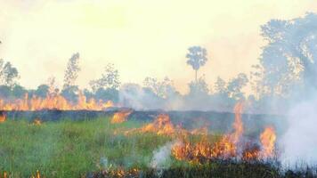 el arroz campos quemado terminado un amplio área. video