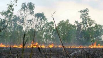 The rice fields burned over a wide area. video