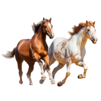 running horse isolated on background with png