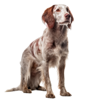 cachorro isolado em fundo com generativo ai png