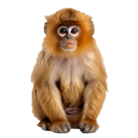 macaco isolado em fundo com generativo ai png